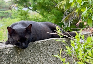 purujit1912 uploaded   342  day/s  ago