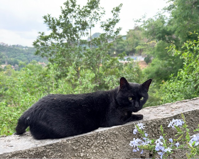 purujit1912 uploaded   197  day/s  ago