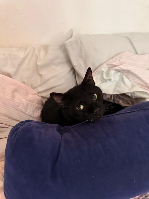 purujit1912 uploaded   326  day/s  ago