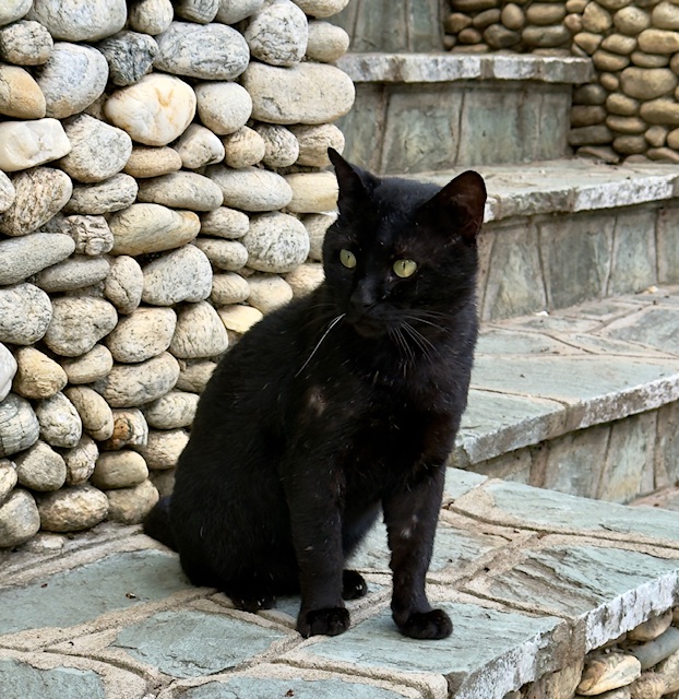 purujit1912 uploaded   223  day/s  ago