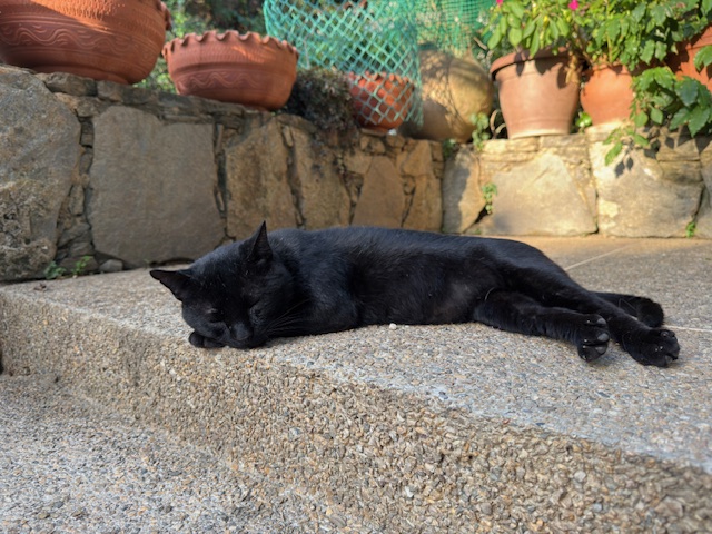 purujit1912 uploaded   221  day/s  ago