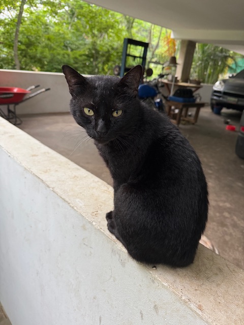 purujit1912 uploaded   305  day/s  ago