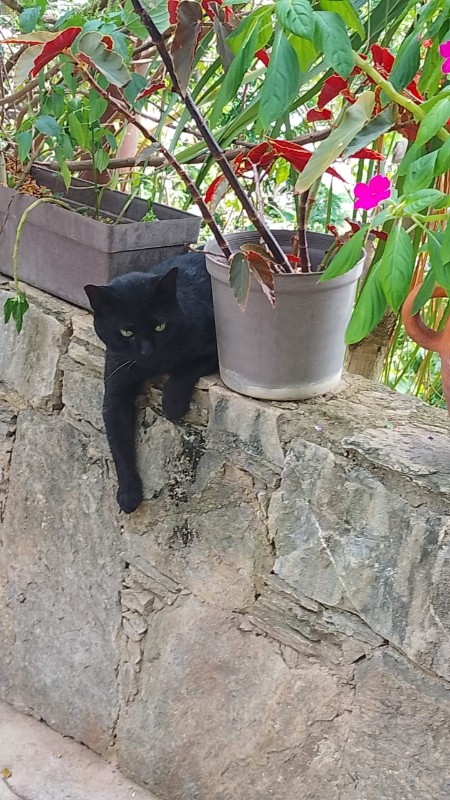 purujit1912 uploaded   255  day/s  ago