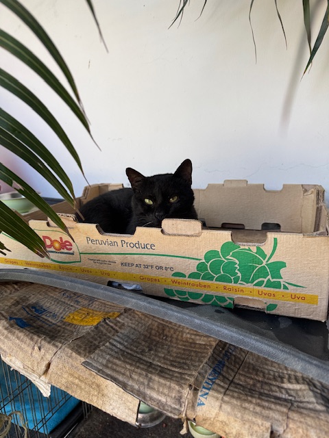 purujit1912 uploaded   299  day/s  ago