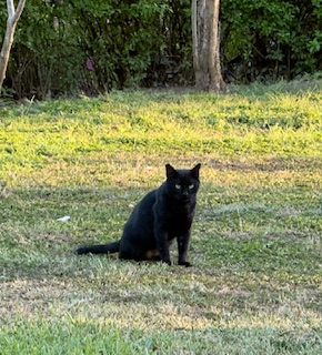 purujit1912 uploaded   5  day/s  ago