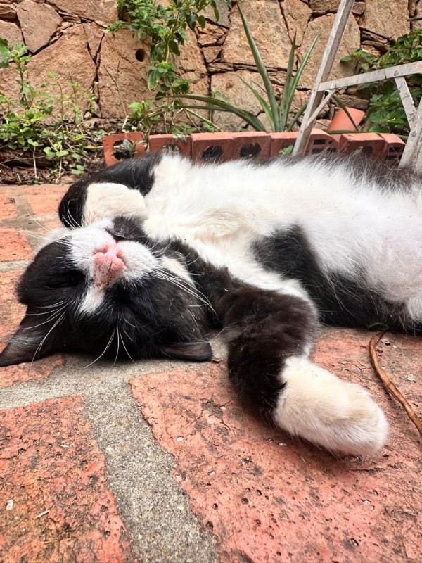 purujit1912 uploaded   326  day/s  ago