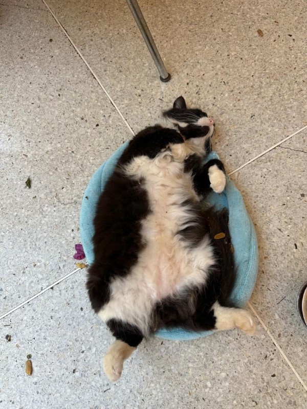 Silvestre of the purujit1912 family