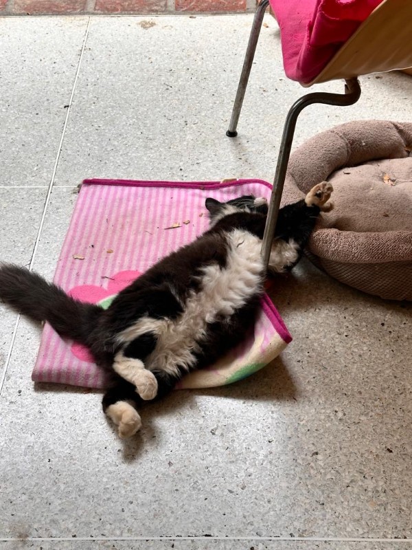 Silvestre of the purujit1912 family