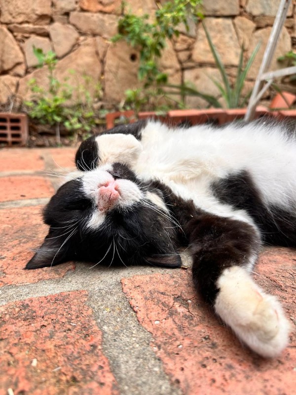 purujit1912 uploaded   326  day/s  ago