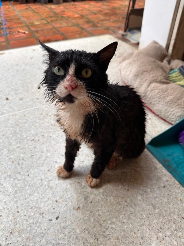 purujit1912 uploaded   1 year/s ago