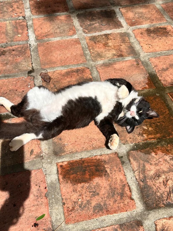 purujit1912 uploaded   331  day/s  ago