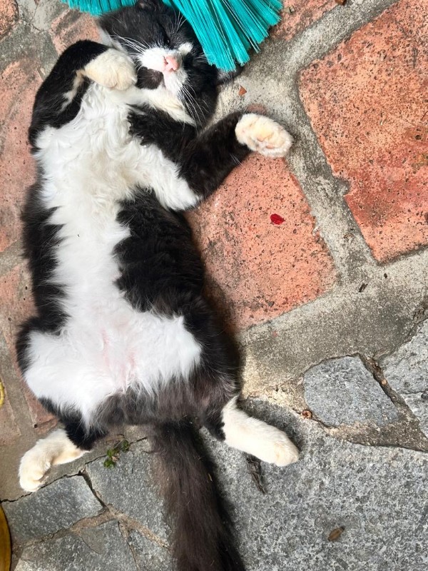 purujit1912 uploaded   299  day/s  ago