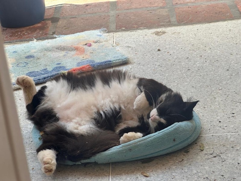 Silvestre of the purujit1912 family