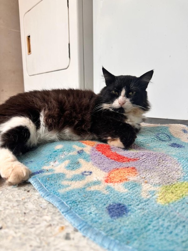 Silvestre of the purujit1912 family