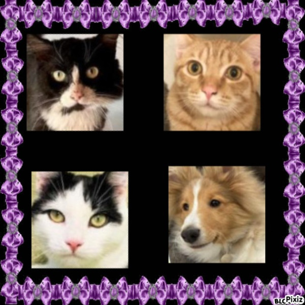 Silvestre of the purujit1912 family