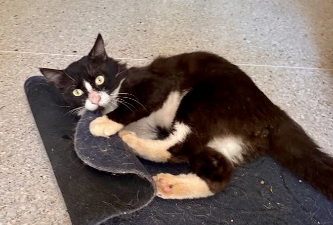 Silvestre of the purujit1912 family