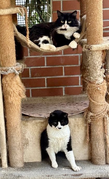 Silvestre of the purujit1912 family