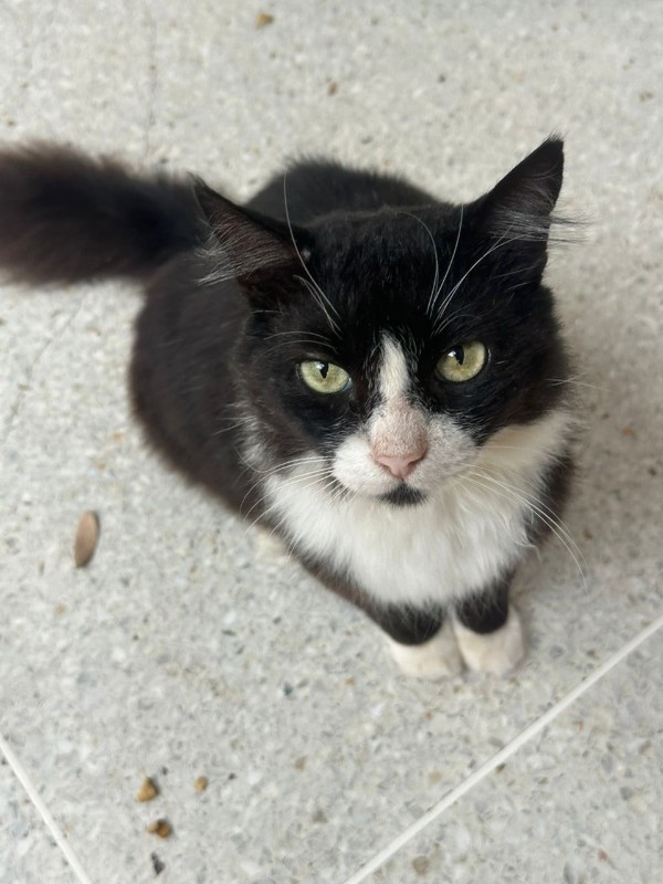 Silvestre of the purujit1912 family