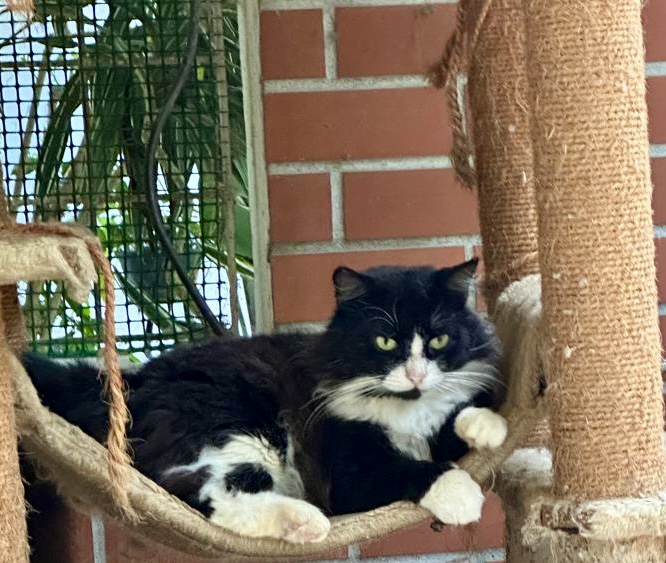 Silvestre of the purujit1912 family