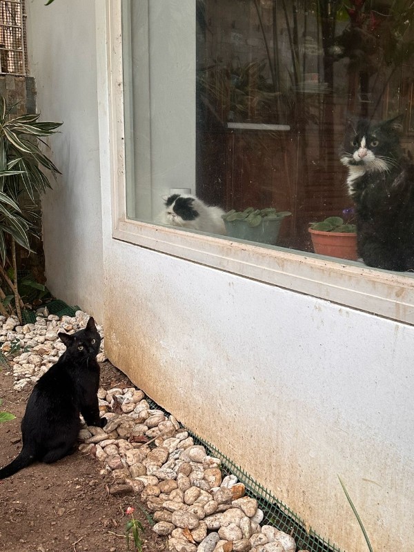 purujit1912 uploaded   1 year/s ago