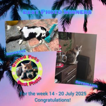 Silvestre of the purujit1912 family