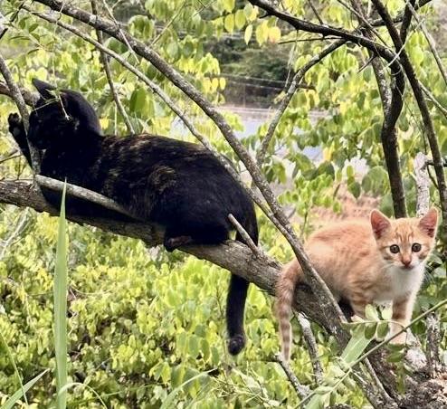 purujit1912 uploaded   198  day/s  ago