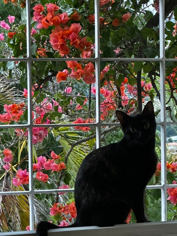 purujit1912 uploaded   134  day/s  ago