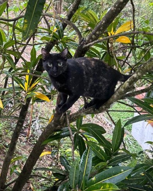 purujit1912 uploaded   2  day/s  ago