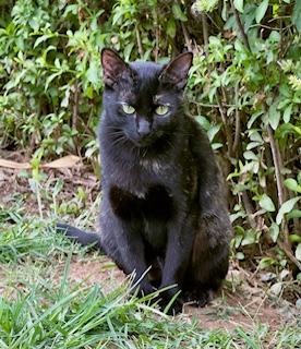 Yasoda of the purujit1912 family