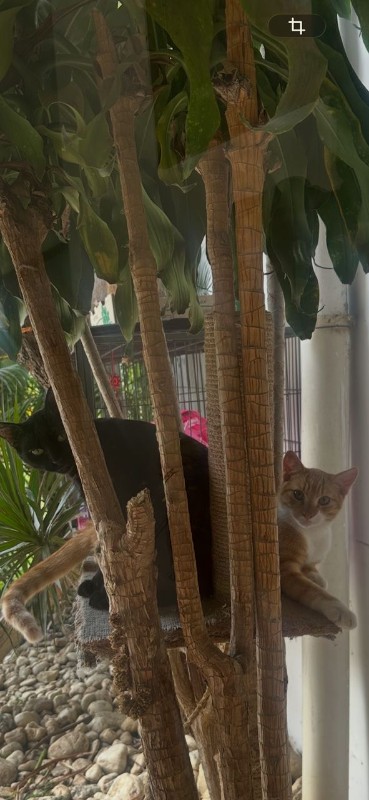 Yasoda of the purujit1912 family