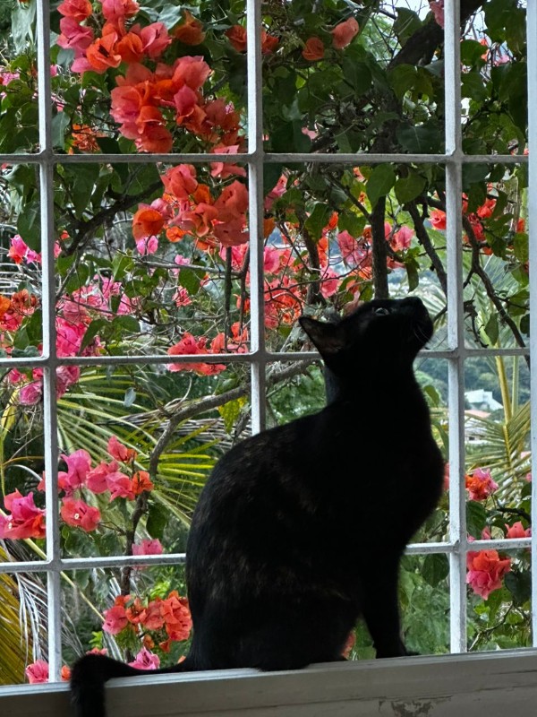 purujit1912 uploaded   134  day/s  ago