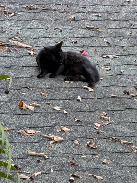 purujit1912 uploaded   2  day/s  ago