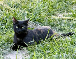 Yasoda of the purujit1912 family