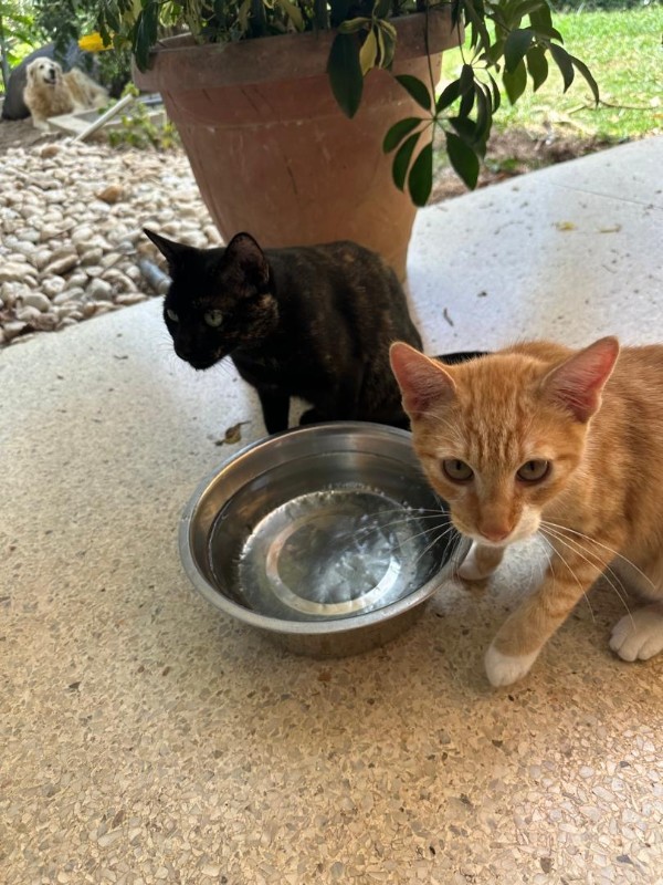 Yasoda of the purujit1912 family