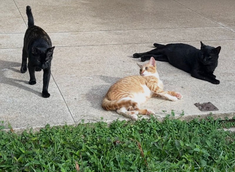 Yasoda of the purujit1912 family