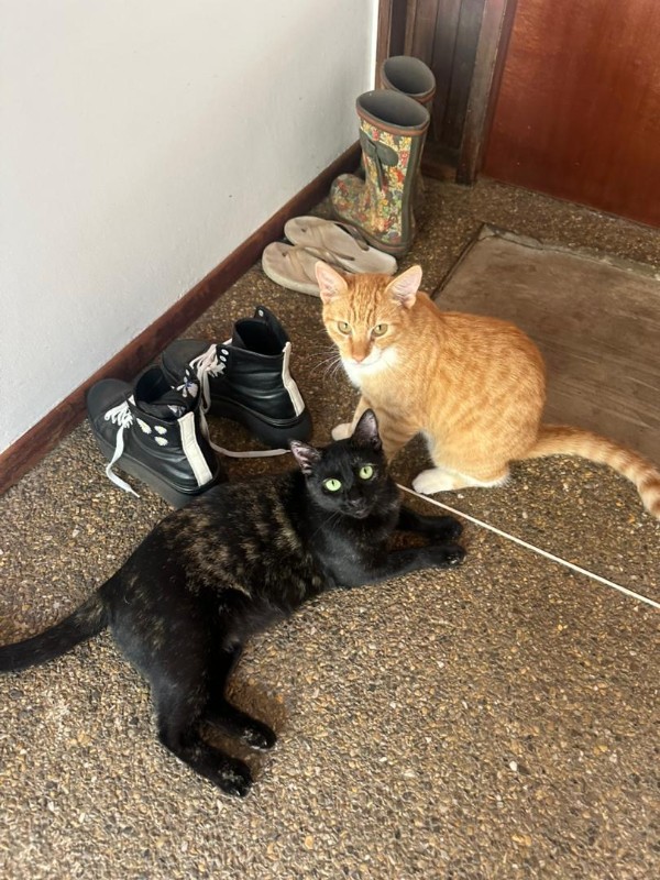 Yasoda of the purujit1912 family