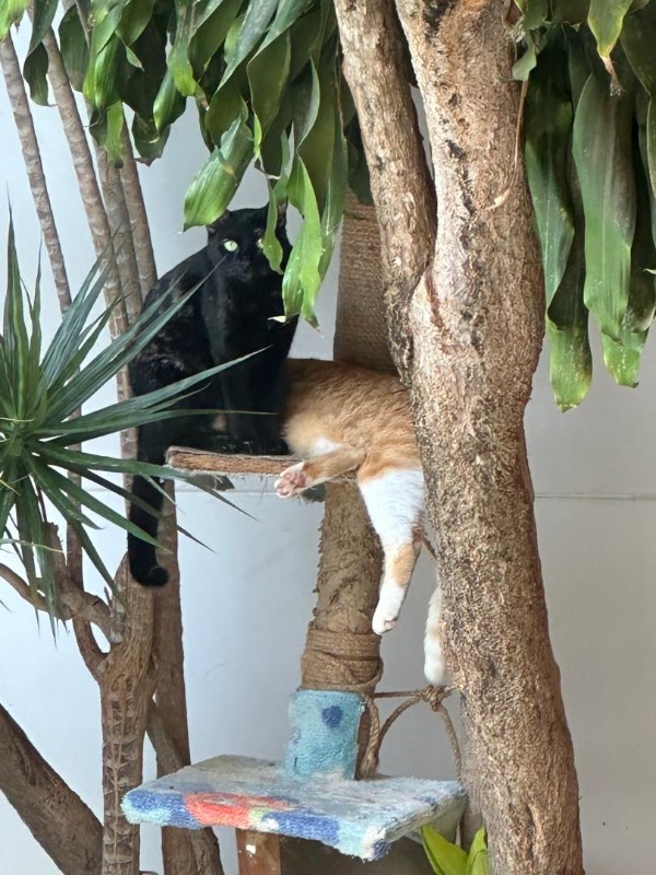 purujit1912 uploaded   8  day/s  ago