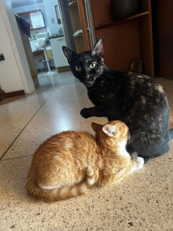 purujit1912 uploaded   168  day/s  ago