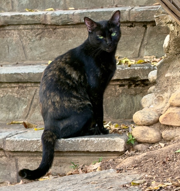 Yasoda of the purujit1912 family