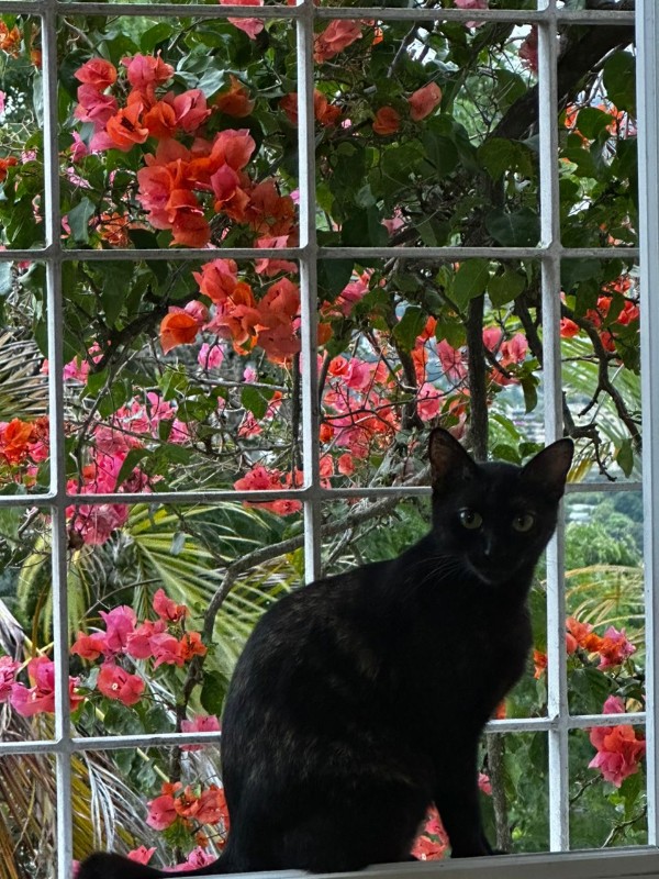 purujit1912 uploaded   62  day/s  ago