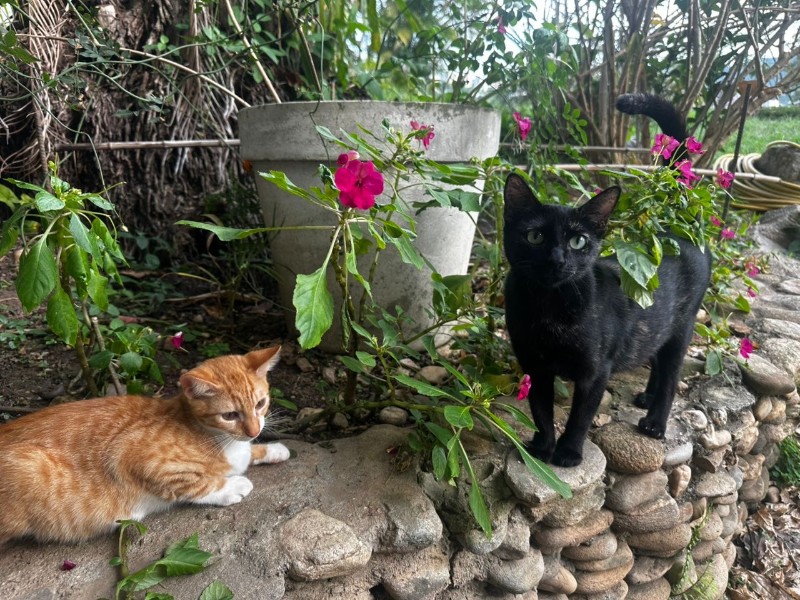 purujit1912 uploaded   143  day/s  ago