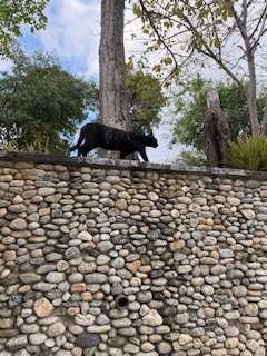 purujit1912 uploaded   99  day/s  ago