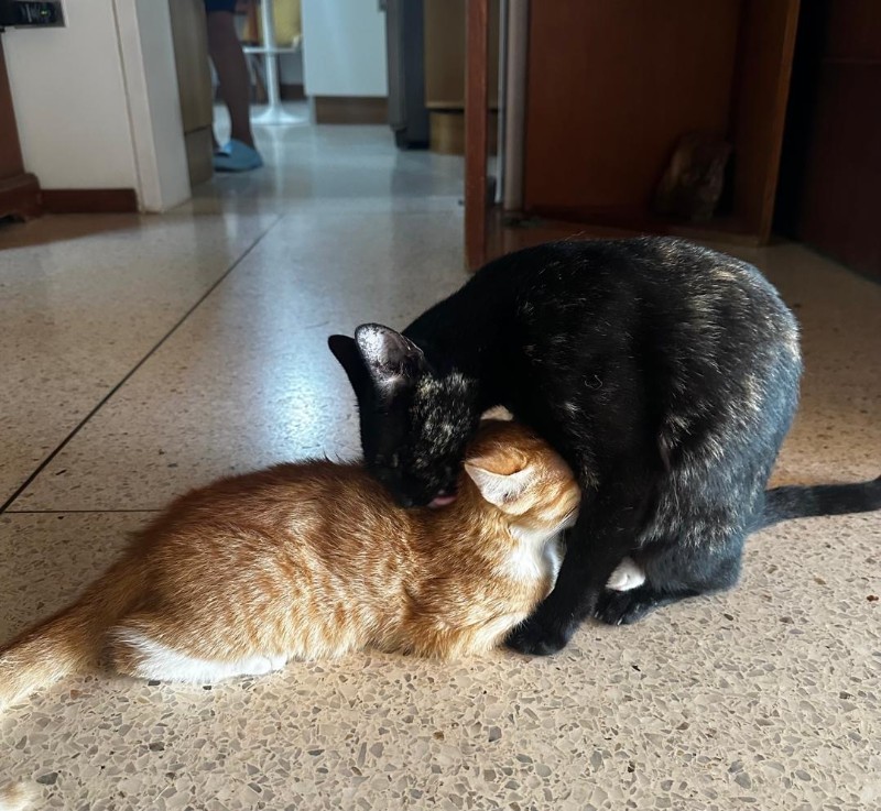 purujit1912 uploaded   168  day/s  ago