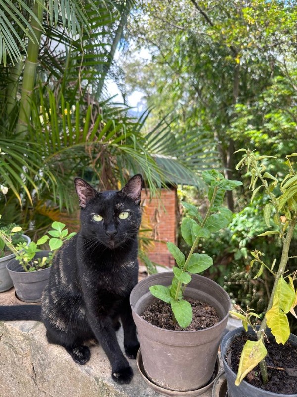 Yasoda of the purujit1912 family