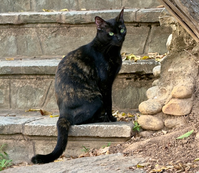 Yasoda of the purujit1912 family