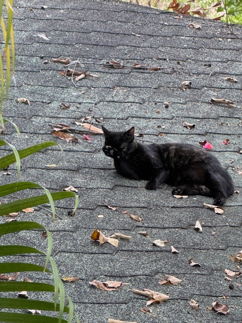 purujit1912 uploaded   2  day/s  ago