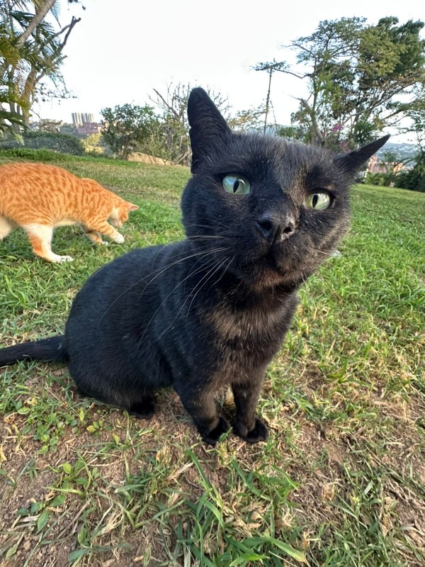 purujit1912 uploaded   124  day/s  ago