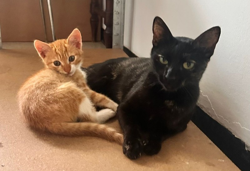 purujit1912 uploaded   198  day/s  ago