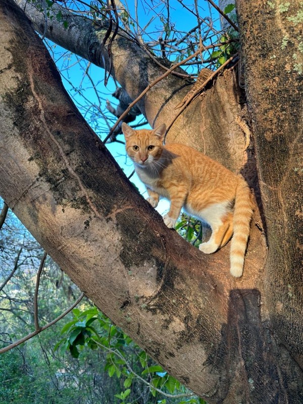 purujit1912 uploaded   41  day/s  ago