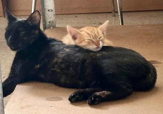 purujit1912 uploaded   198  day/s  ago